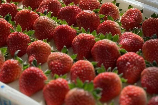 2024年2月草莓价格多少钱一斤？