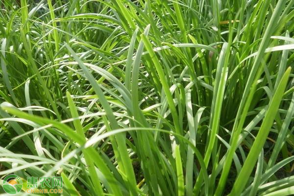 什么時(shí)候種韭菜籽最合適？-圖片版權(quán)歸惠農(nóng)網(wǎng)所有