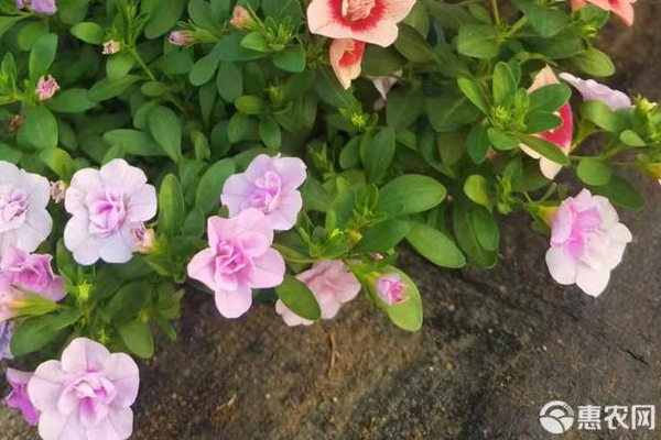怎么养花才能更旺盛？-图片版权归惠农网所有