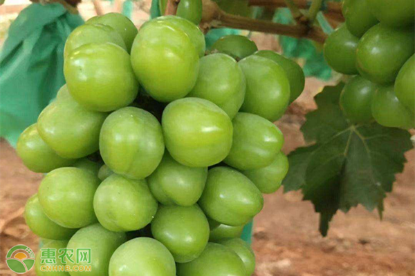 陽光玫瑰葡萄苗幾月種植好？-圖片版權(quán)歸惠農(nóng)網(wǎng)所有