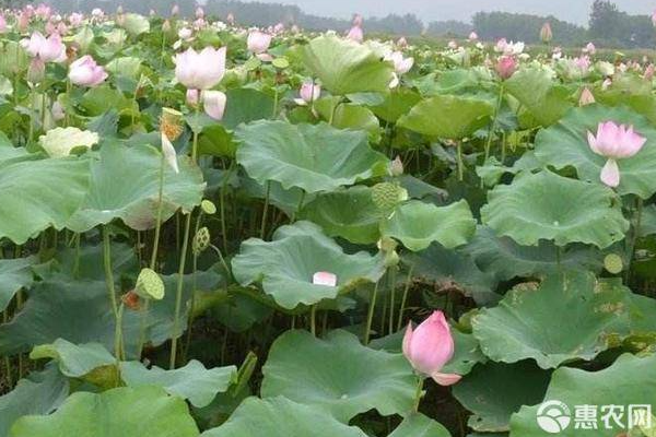 荷花什么時(shí)候種植？-圖片版權(quán)歸惠農(nóng)網(wǎng)所有