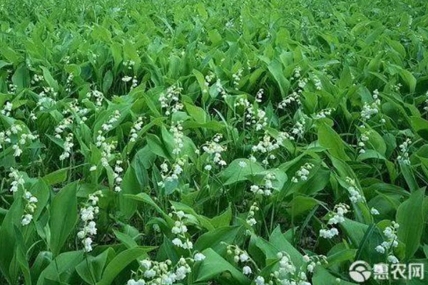 鈴蘭什么時(shí)候種植最好？-圖片版權(quán)歸惠農(nóng)網(wǎng)所有