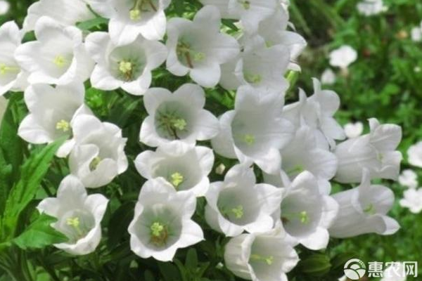 鈴蘭什么時(shí)候種植最好？-圖片版權(quán)歸惠農(nóng)網(wǎng)所有