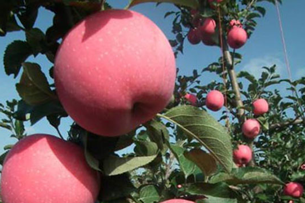 苹果树苗哪里可以买到？