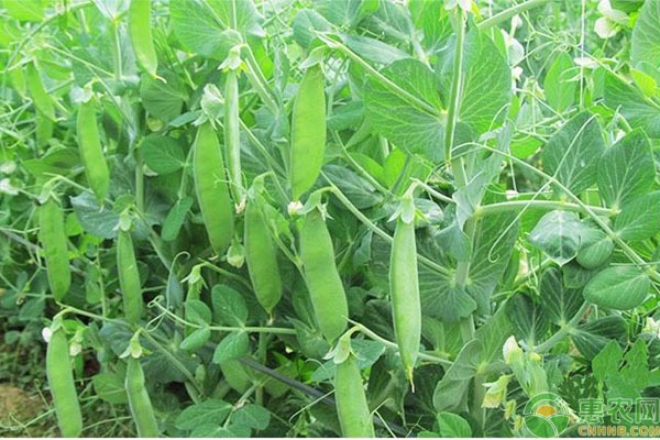 荷蘭豆種植季節(jié)是幾月？-圖片版權(quán)歸惠農(nóng)網(wǎng)所有