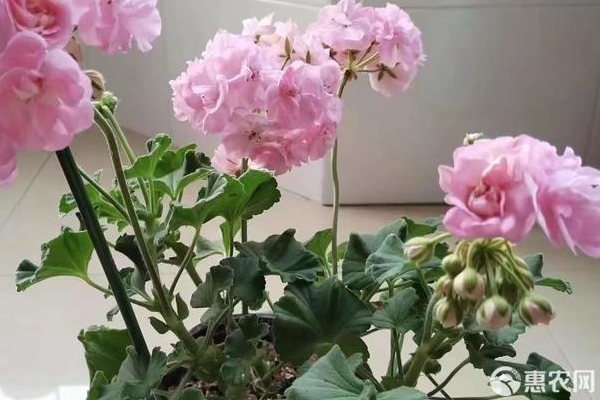 怎樣養(yǎng)好天竺葵開花爆盆？-圖片版權歸惠農網(wǎng)所有