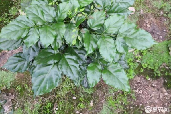 富貴樹怎么養(yǎng)才能更旺盛？-圖片版權歸惠農網所有