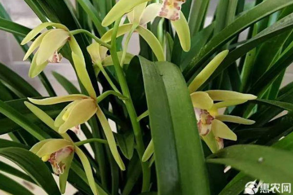 蘭花不開花是什么原因？-圖片版權(quán)歸惠農(nóng)網(wǎng)所有