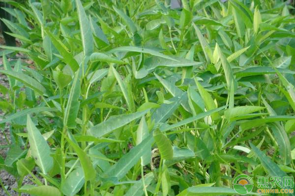 夏季空心菜种植管理-图片版权归惠农网所有