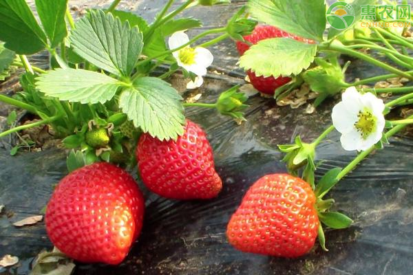 自己吃的草莓用什么肥料好？-圖片版權(quán)歸惠農(nóng)網(wǎng)所有