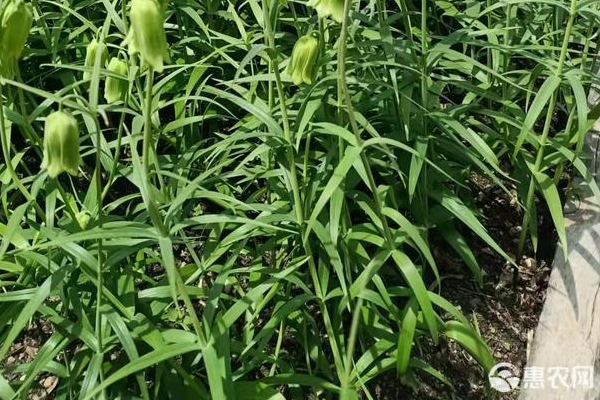 貝母種植技術(shù)與栽培管理-圖片版權(quán)歸惠農(nóng)網(wǎng)所有
