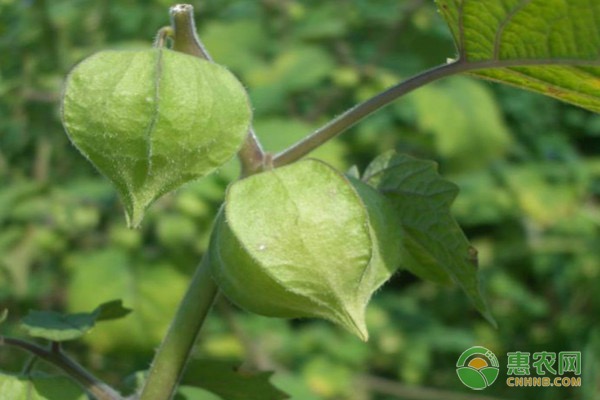 姑娘果怎么種植和管理？-圖片版權(quán)歸惠農(nóng)網(wǎng)所有