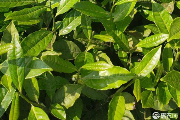 茶樹栽培時(shí)間-圖片版權(quán)歸惠農(nóng)網(wǎng)所有
