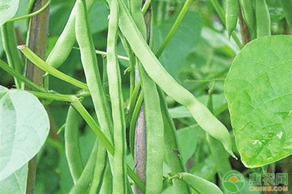 短豆角的种植方法和时间-图片版权归惠农网所有