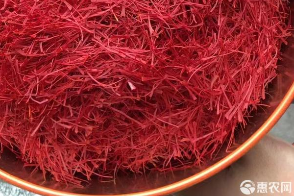 藏紅花種球種植方法與時間-圖片版權歸惠農(nóng)網(wǎng)所有