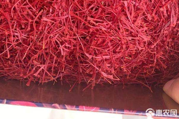 藏紅花種球種植方法與時間-圖片版權歸惠農(nóng)網(wǎng)所有