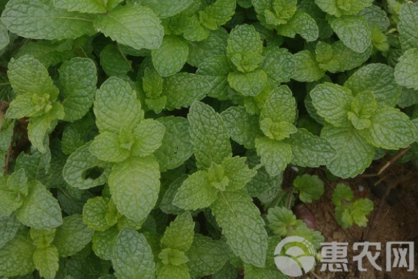 薄荷移盆需要注意什么？-圖片版權(quán)歸惠農(nóng)網(wǎng)所有