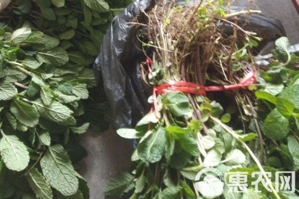 薄荷移盆需要注意什么？-圖片版權(quán)歸惠農(nóng)網(wǎng)所有