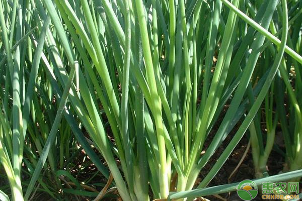 小蔥播種后幾天發(fā)芽？-圖片版權(quán)歸惠農(nóng)網(wǎng)所有
