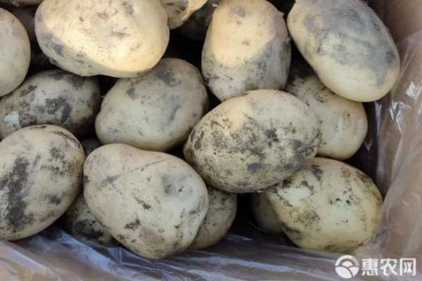 幾月種土豆比較好？-圖片版權(quán)歸惠農(nóng)網(wǎng)所有