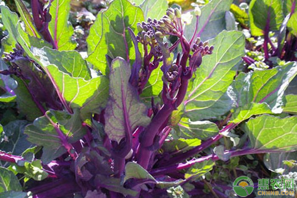 紅菜苔幾月播種？-圖片版權(quán)歸惠農(nóng)網(wǎng)所有