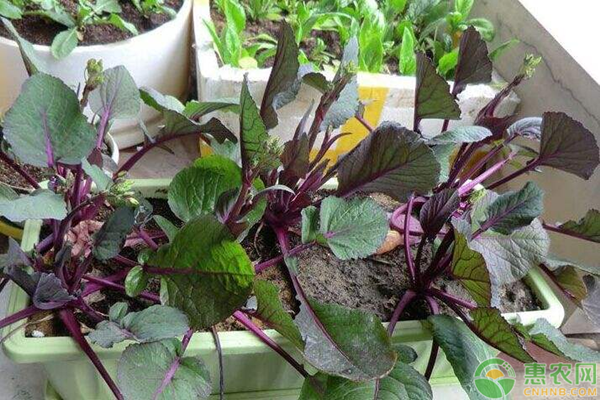 紅菜苔幾月播種？-圖片版權(quán)歸惠農(nóng)網(wǎng)所有