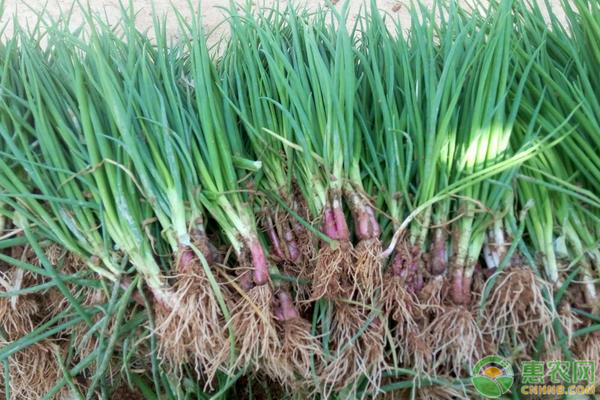 小香蔥幾天發(fā)芽出土？-圖片版權(quán)歸惠農(nóng)網(wǎng)所有