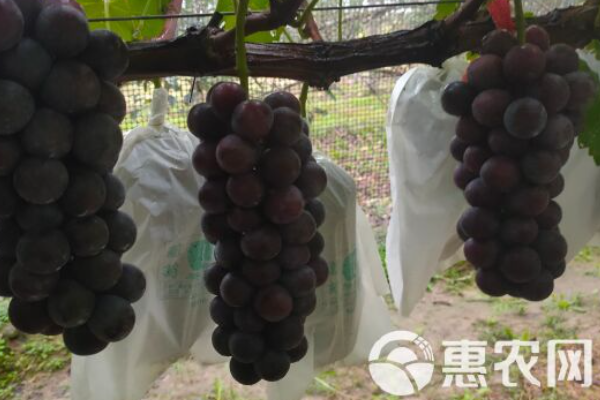 葡萄樹冬季怎么管理？-圖片版權歸惠農網所有