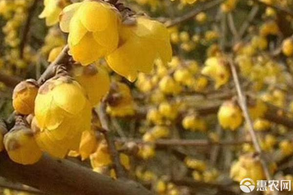 臘梅什么時(shí)間移栽最好？怎樣養(yǎng)護(hù)？-圖片版權(quán)歸惠農(nóng)網(wǎng)所有