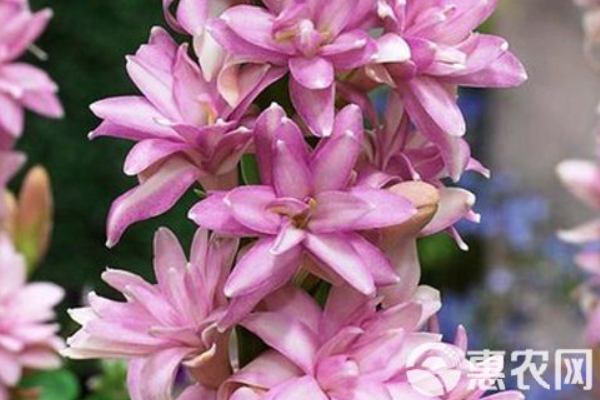晚香玉冬天怎么養(yǎng)？-圖片版權(quán)歸惠農(nóng)網(wǎng)所有