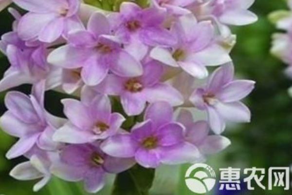 晚香玉冬天怎么養(yǎng)？-圖片版權(quán)歸惠農(nóng)網(wǎng)所有