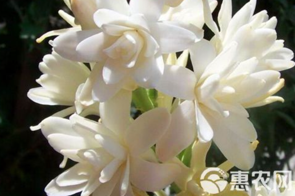 晚香玉冬天怎么養(yǎng)？-圖片版權(quán)歸惠農(nóng)網(wǎng)所有