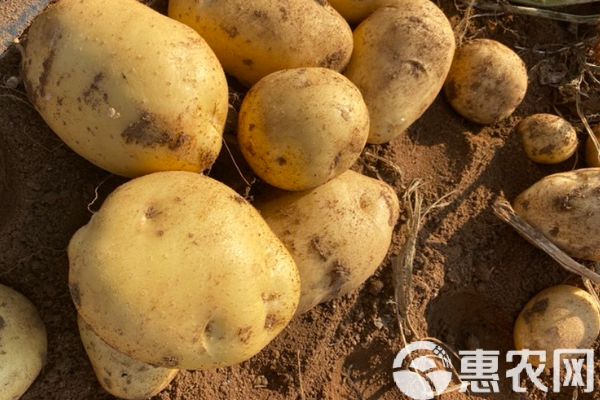 冬季種土豆最佳時間-圖片版權(quán)歸惠農(nóng)網(wǎng)所有