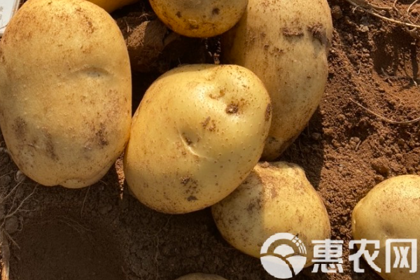 冬季種土豆最佳時間-圖片版權(quán)歸惠農(nóng)網(wǎng)所有