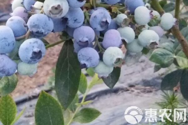 冬季藍(lán)莓如何管理？-圖片版權(quán)歸惠農(nóng)網(wǎng)所有
