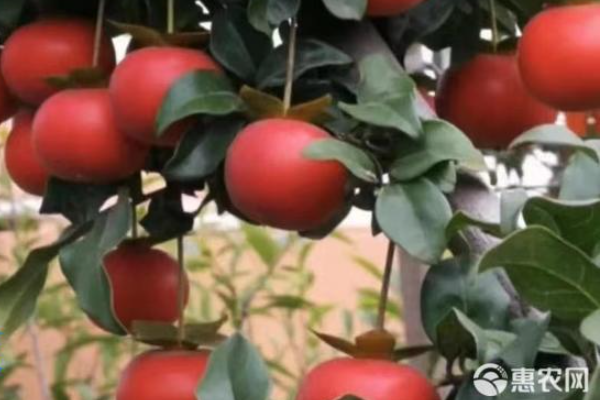 金弹子盆栽养殖方法和注意事项-图片版权归惠农网所有