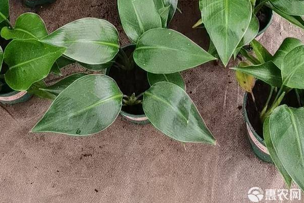 冬天绿萝怎么养才能更旺盛？-图片版权归惠农网所有