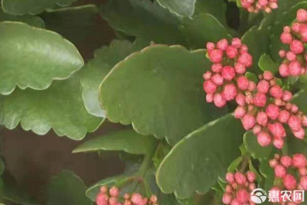 長壽花冬天怎么養(yǎng)？-圖片版權(quán)歸惠農(nóng)網(wǎng)所有