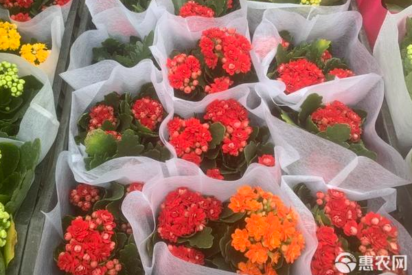 長壽花冬天怎么養(yǎng)？-圖片版權(quán)歸惠農(nóng)網(wǎng)所有