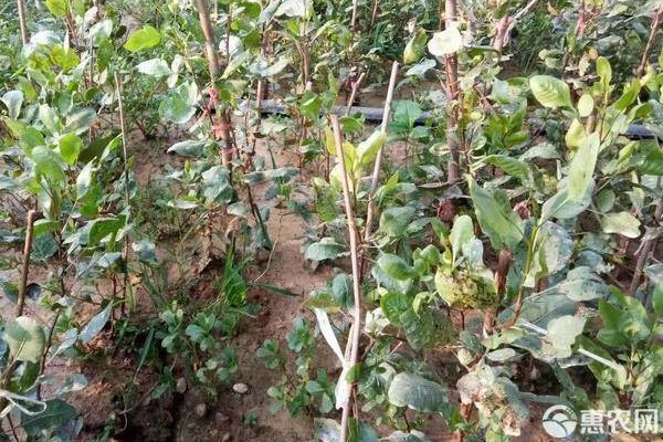 3月份果树种植管理指南-图片版权归惠农网所有