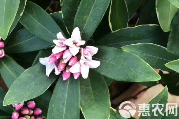 金邊瑞香的養(yǎng)殖技巧和注意事項-圖片版權(quán)歸惠農(nóng)網(wǎng)所有
