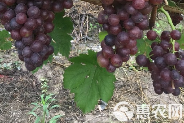 葡萄春季修剪時間和方法-圖片版權(quán)歸惠農(nóng)網(wǎng)所有