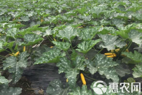 早春西葫蘆什么時(shí)間種？-圖片版權(quán)歸惠農(nóng)網(wǎng)所有