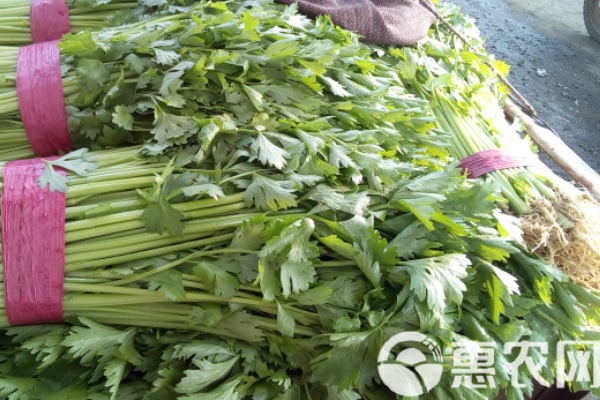 西芹的種植方法和時(shí)間-圖片版權(quán)歸惠農(nóng)網(wǎng)所有