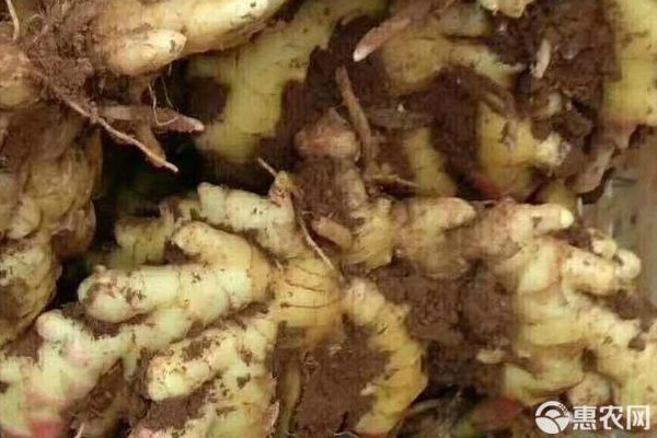 生姜的種植方法及栽培技術(shù)時間-圖片版權(quán)歸惠農(nóng)網(wǎng)所有