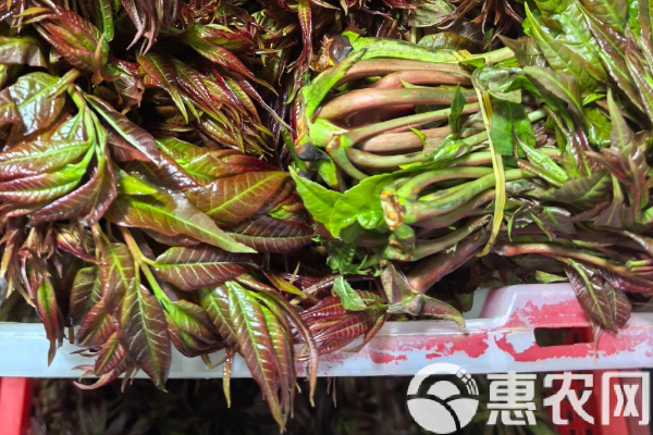 香椿種植方法和時間-圖片版權(quán)歸惠農(nóng)網(wǎng)所有