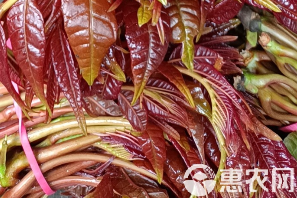 香椿種植方法和時間-圖片版權(quán)歸惠農(nóng)網(wǎng)所有