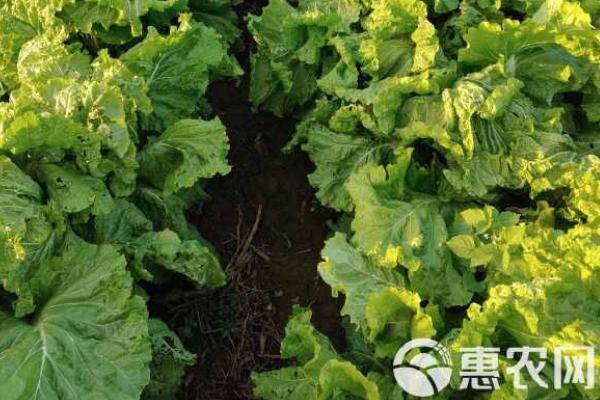 春季白菜種植技術(shù)-圖片版權(quán)歸惠農(nóng)網(wǎng)所有