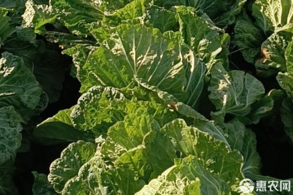 春季白菜種植技術(shù)-圖片版權(quán)歸惠農(nóng)網(wǎng)所有