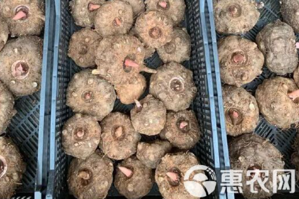 怎么樣種植魔芋才能高產(chǎn)？-圖片版權(quán)歸惠農(nóng)網(wǎng)所有